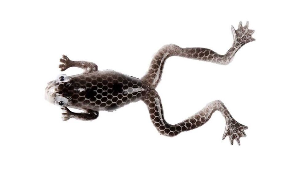 Mutant 3599 Killer Frog 6cm 3lü Silikon Kurbağa Suni Yem